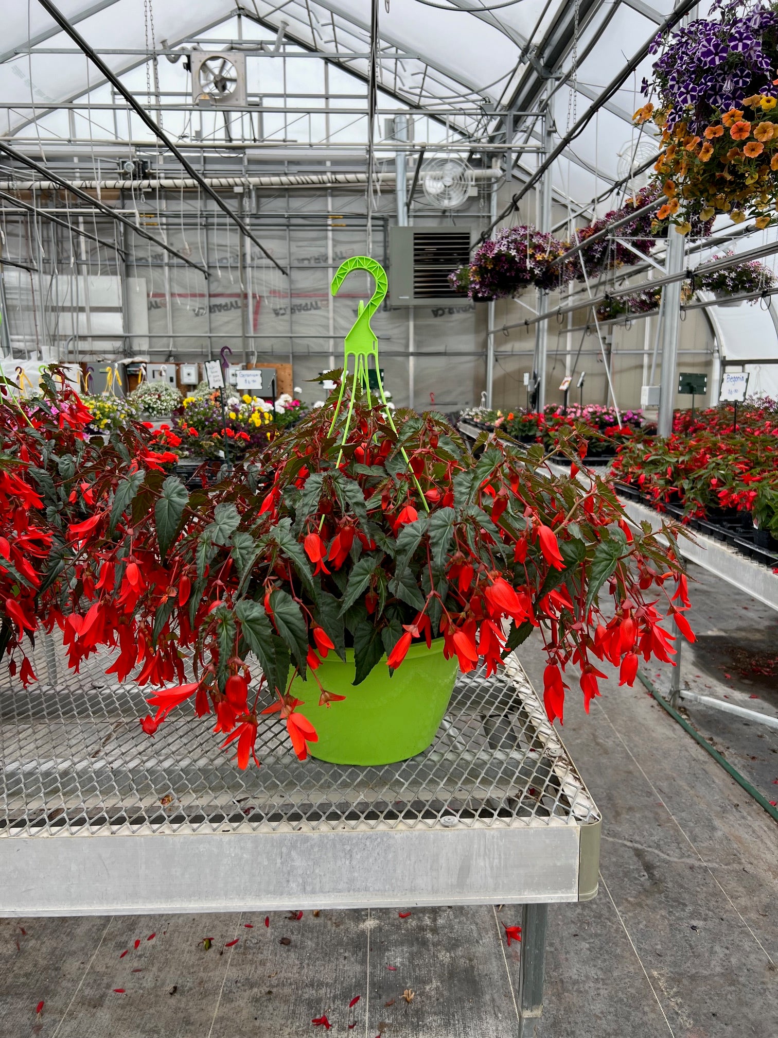black cardinal philodendron buy Philodendron ' Black Cardinal ' main image 0