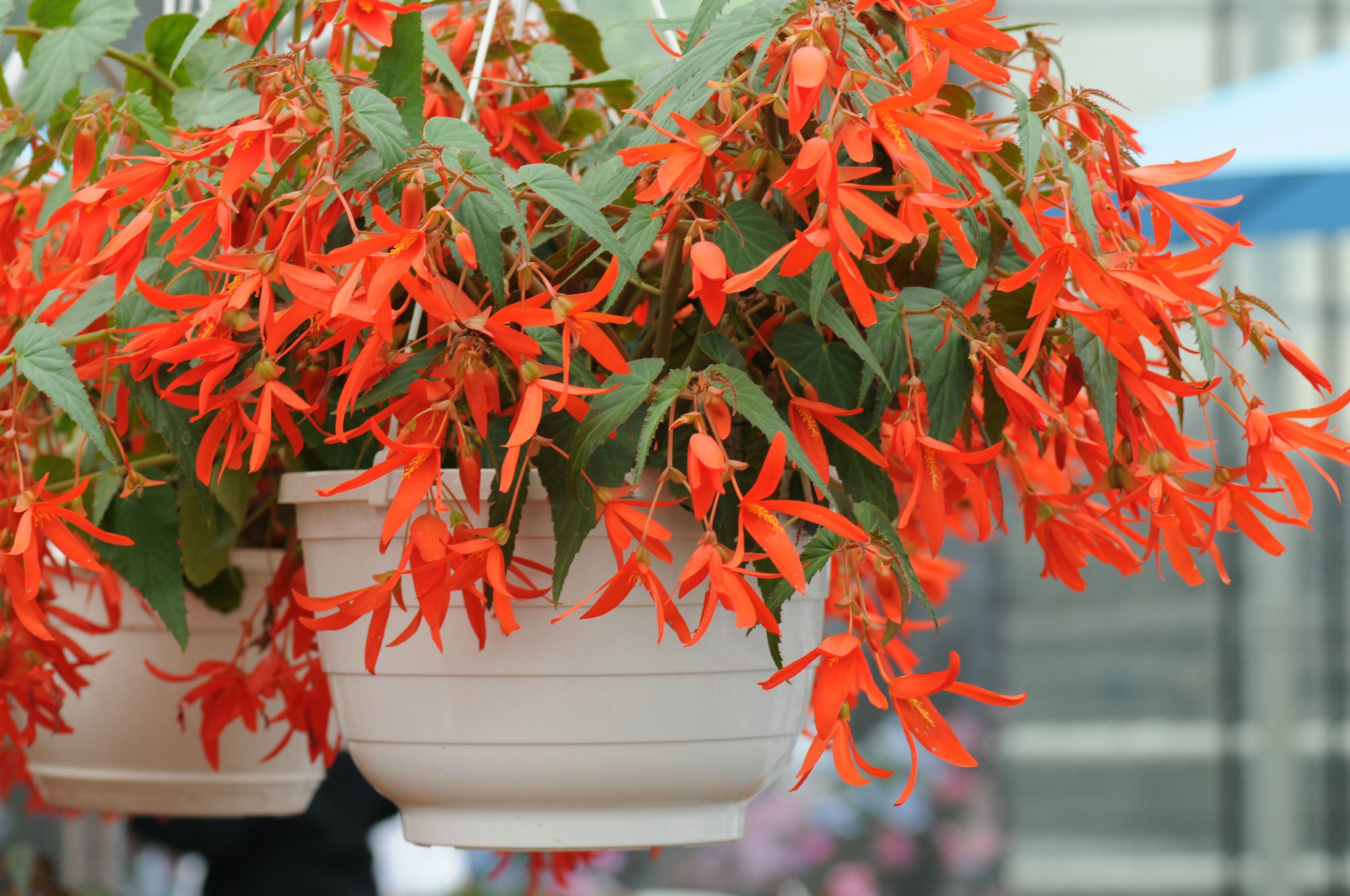 Begonia Boliviensis Santa Cruz 13 Inch Hanging Basket My Site